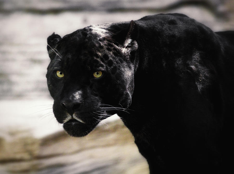 Black Panther Movie Photograph - Nikita Stare by Elaine Malott