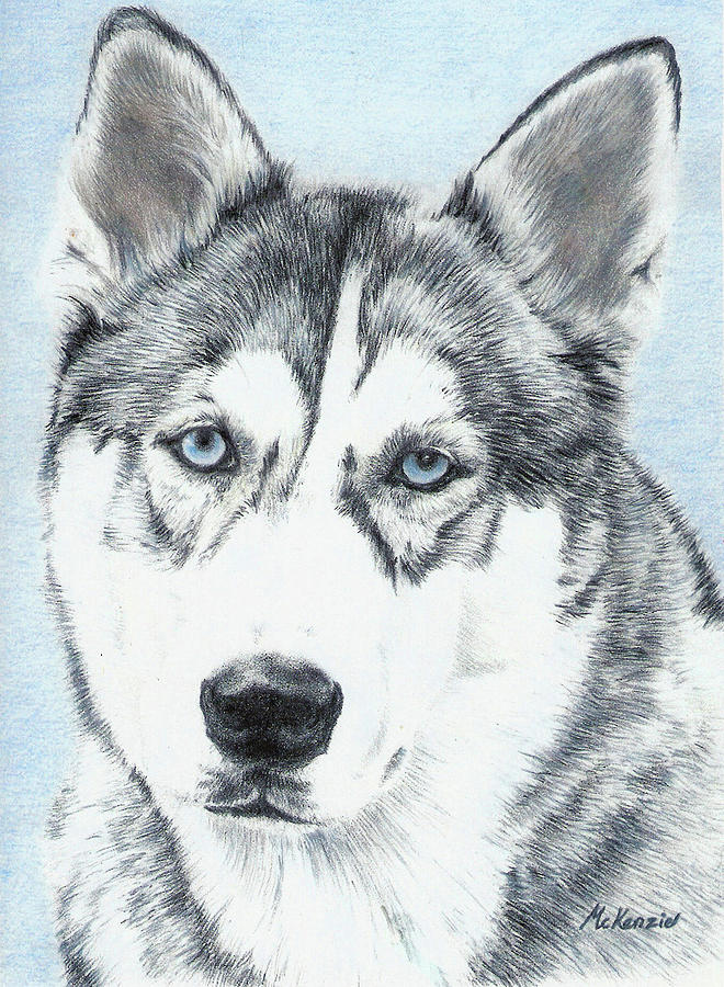 Niko Drawing by Katherine Sancomb - Fine Art America