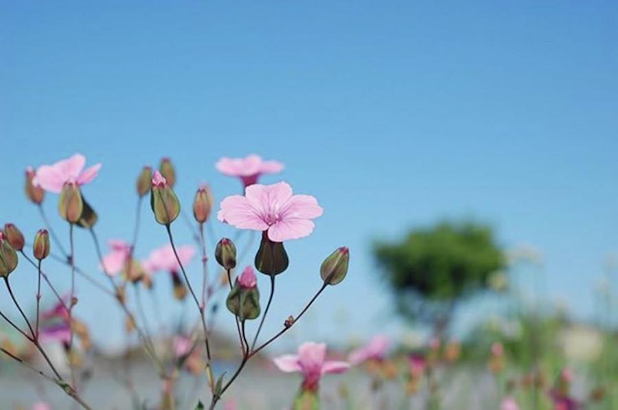 Flower Photograph - Nikon D40 With Nikkor-s Auto 35mm by Shingo Sakurai