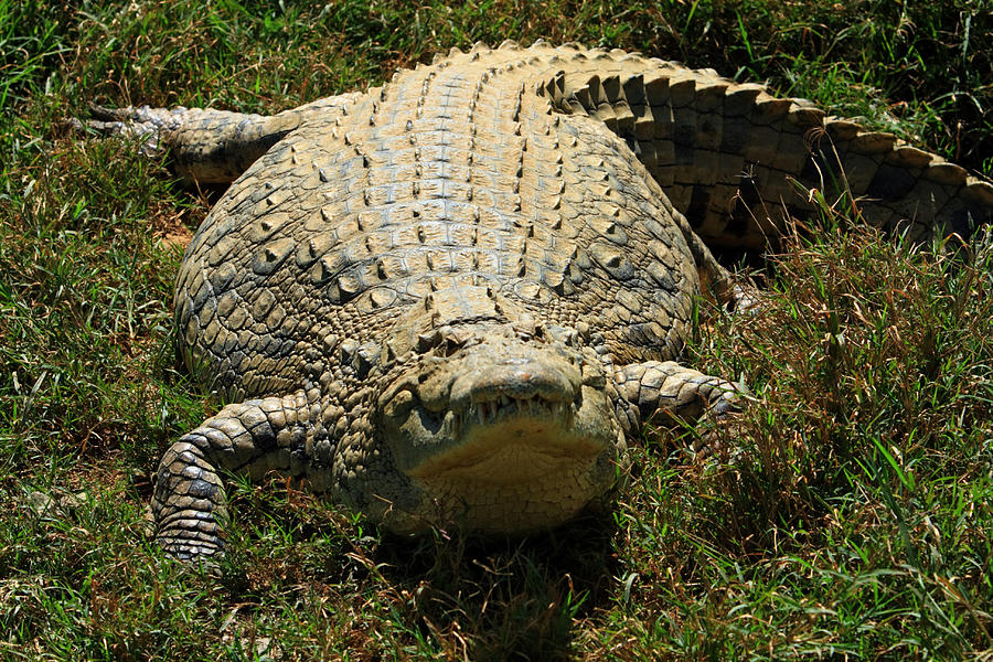 Nile Crocodile - Africa Photograph by Aidan Moran