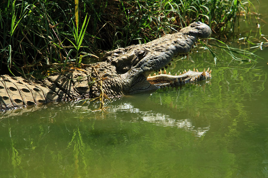 Crocodile Photograph - Nile Crocodile by Aidan Moran