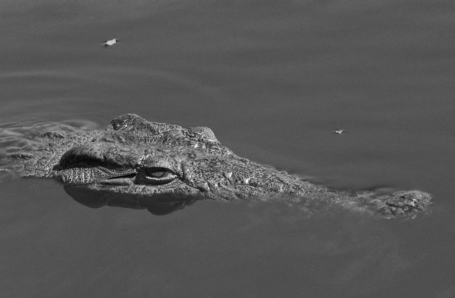 Nile Crocodile  Photograph by Brian Kamprath