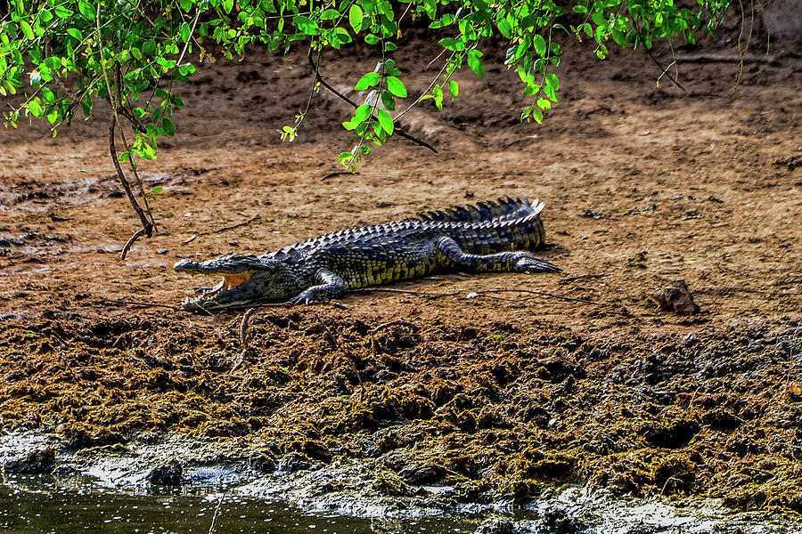 Nile Crocodile Photograph by Marilyn Burton