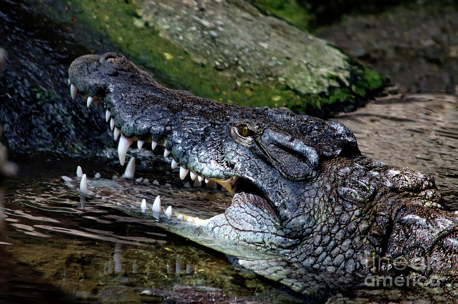 Nile crocodile Photograph by Michelle Meenawong