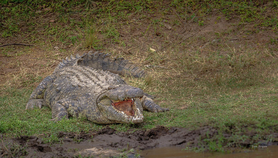 Wildlife Photograph - Nile Crocodile by Tim Bryan