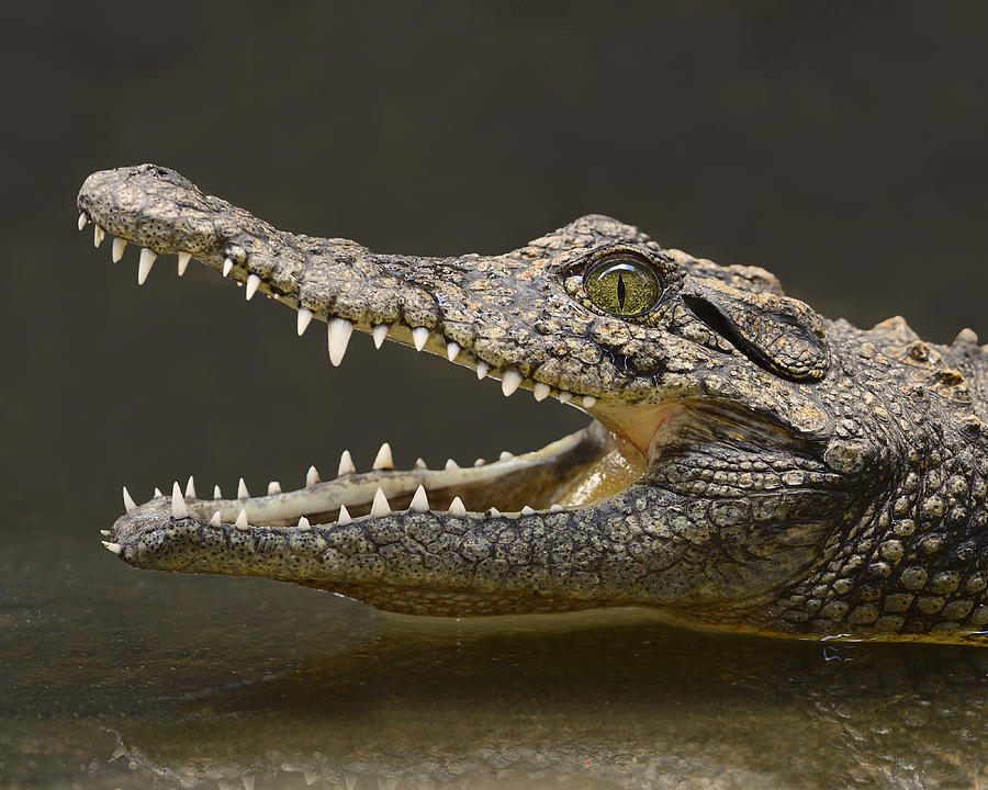 Nile Crocodile Photograph by Tony Beck