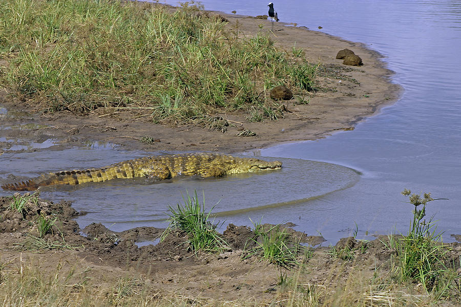 Nile crocodile Photograph by Tony Murtagh