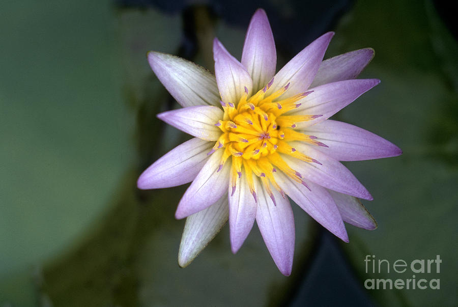 Nile: Water Lily Photograph by Granger