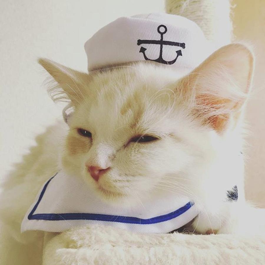 Animal Photograph - Cat wearing a sailor dress by Haruko Endo