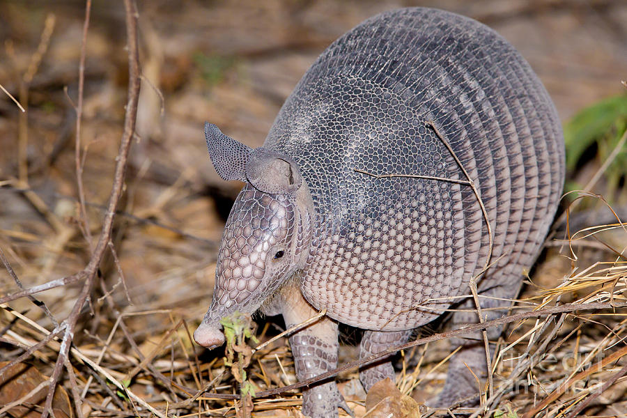 Nine-banded Armadillo Photograph by B.G. Thomson - Pixels