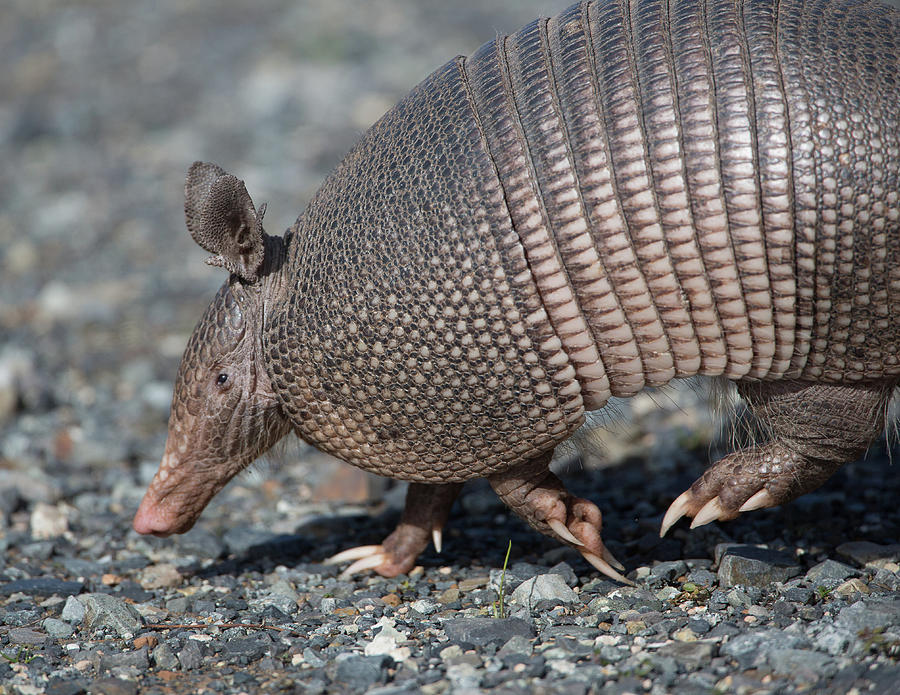 Nine-banded Armadillo Photograph By Ronnie Maum - Fine Art America