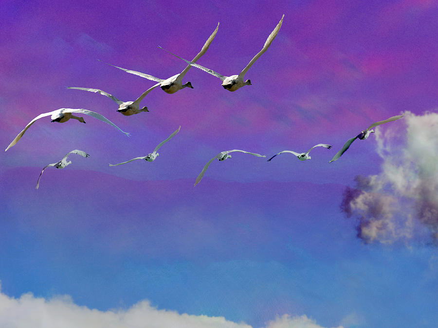 Nine Swans Flying Photograph by Ed Hall