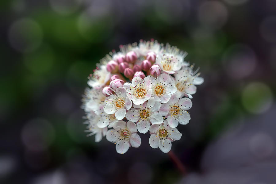 Ninebark Flowers Macro Photograph by Jit Lim - Pixels