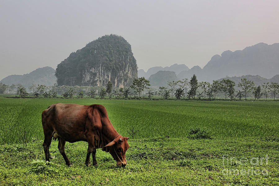 Ninh Binh Reserve  Photograph by Chuck Kuhn