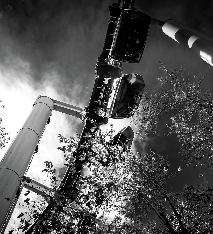Magic Mountain Photograph - Ninja And The Trees Bw by Matthew Nelson Magic Mountain Photograph - Ninja And The Trees Bw by Matthew Nelson