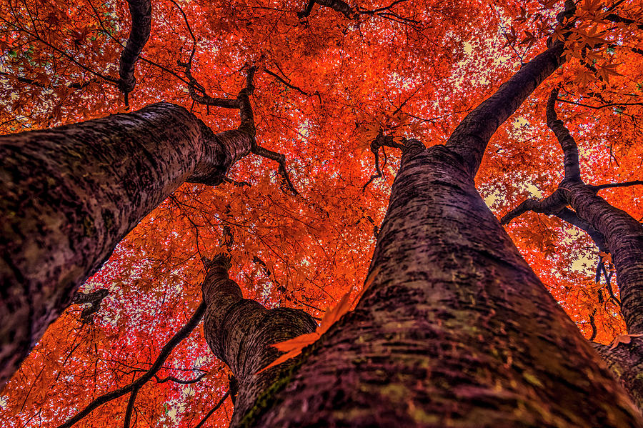  Nishinomiya Japanese Garden - Autumn Trees 2 Photograph by Mark Kiver