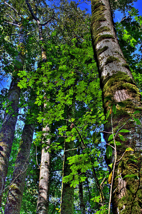 Nisqually Trees Photograph by David Patterson