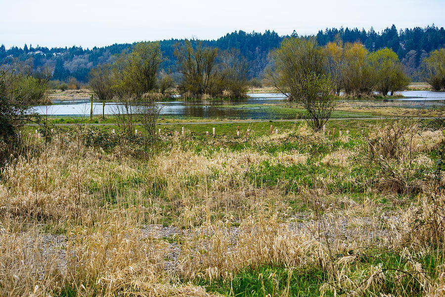 Nisqually Wildlife Refuge Delta Photograph by Tikvahs Hope