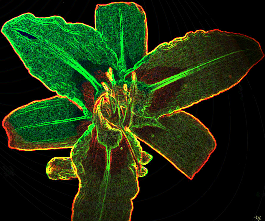 Nite Glow Flower Digital Art by Debra     Vatalaro