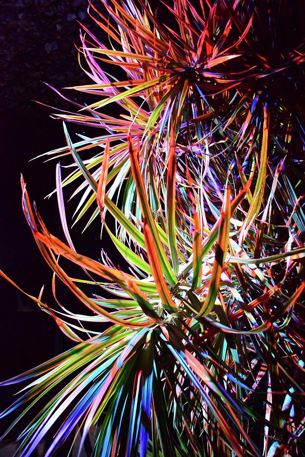 Nature Photograph - Nite Lights by Florene Welebny