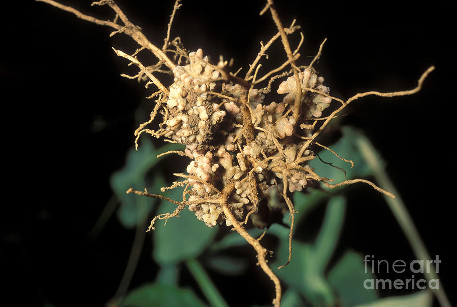 Nitrogen-fixing Nodules On Pea Roots Photograph by John Kaprielian