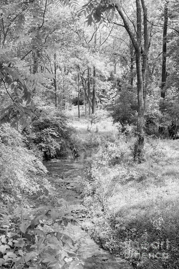 Nature Photograph - Nixon Creek 2 by Chris Scroggins