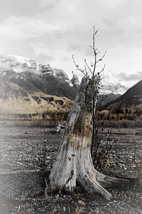 Nizina River Tree Stump Photograph by Fred Denner