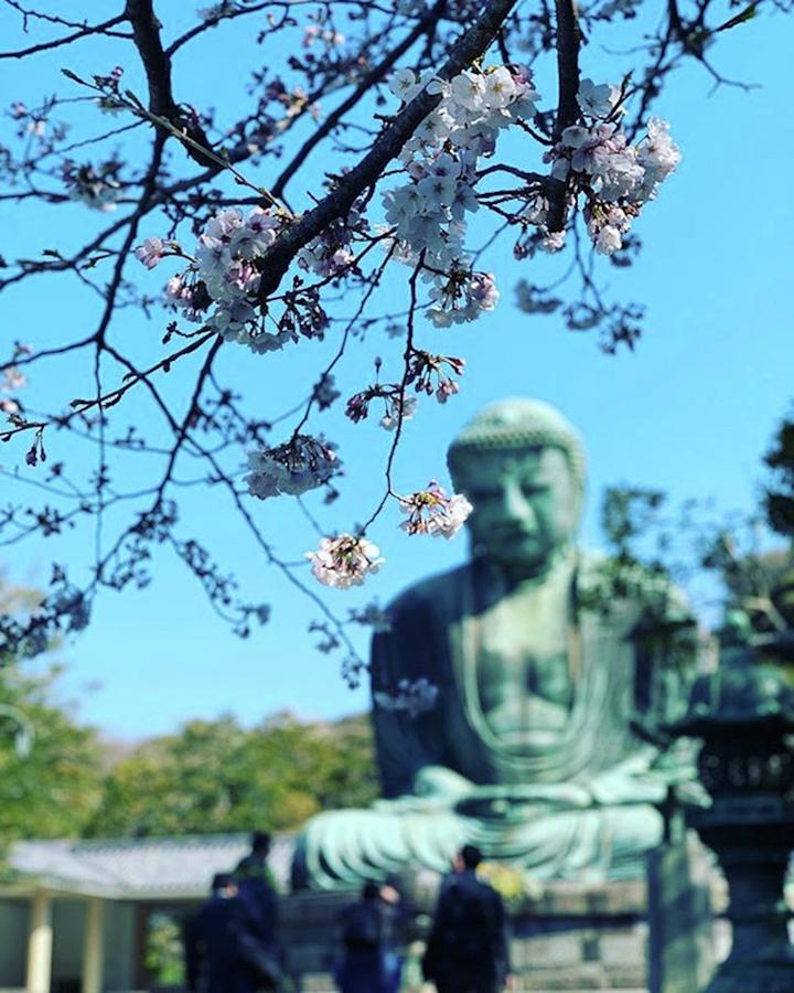 Buddha Photograph - 桜と大仏さん
#japan #sakura by Yumiko Kawakami