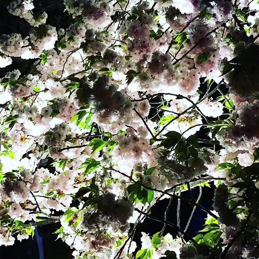 Cherryblossoms Photograph - 新宿御苑の夜桜
「night Garden by Yuko Mikage