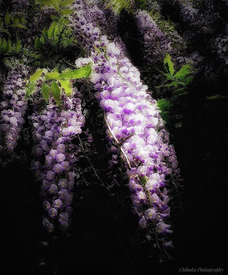 Japanese wisteria Photograph by Chihoko Tachi
