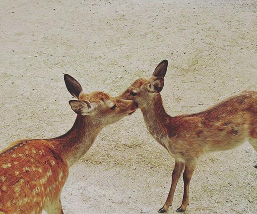 Deer Photograph - ・
・
#japan#japanese#japantrip by Batabatabat Batayan