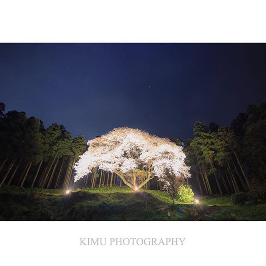 Landscape Photograph - ∵
一本桜
*
#約160歳 #桜 by Hiroki Kimura