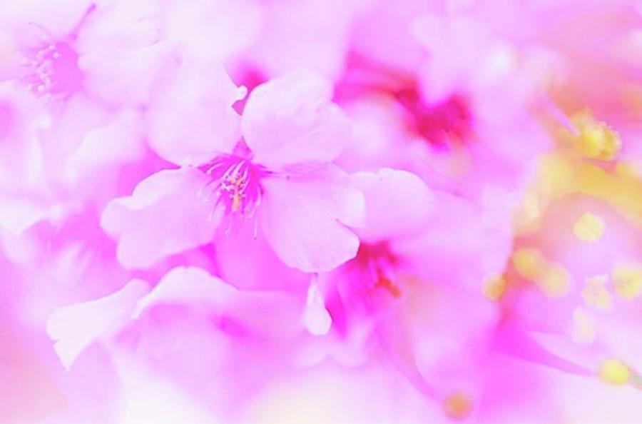 Flowers Still Life Photograph - 今年も見たいな。

#photo #raw by Hiroki Maeshima