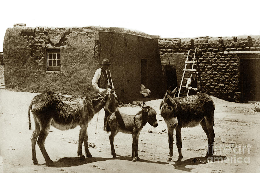 Adobe Houses Photograph - Adobe Houses and Burros  No. 1754.  Circa 1885 by Monterey County Historical Society