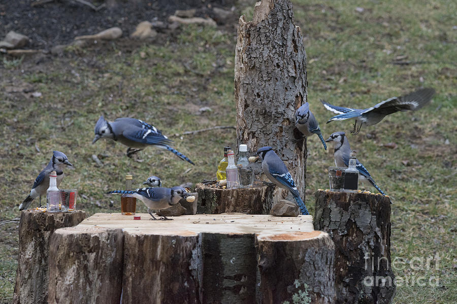 No bird louder and more obnoxious then the Blue Jay when been drinking. Photograph by Dan Friend