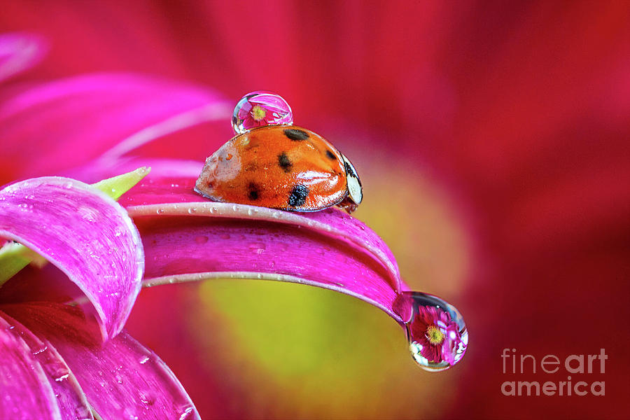Ladybug Photograph - No Body Rides for Free by Todd Bielby