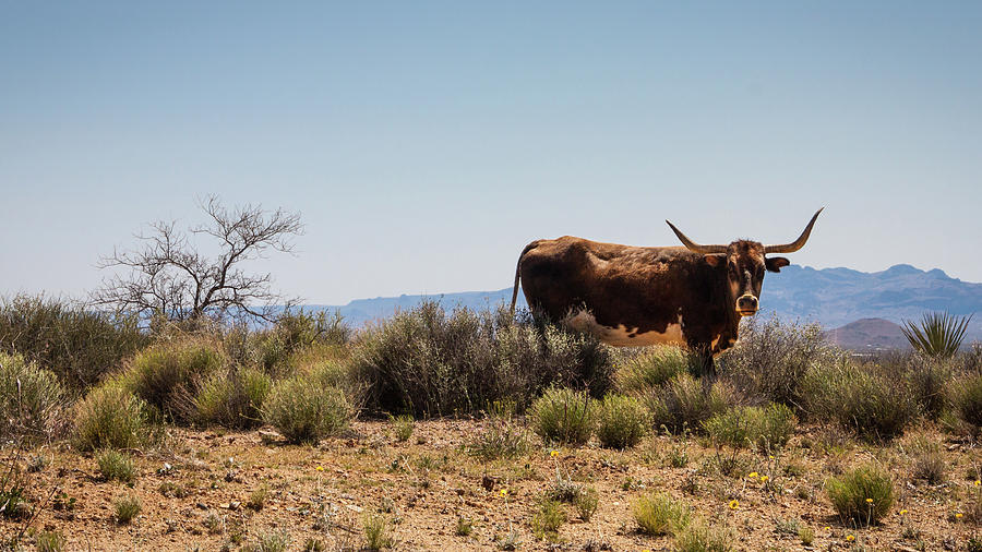 No Bull Photograph by Glenn DiPaola