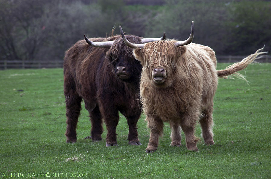 No Bull Photograph by Keith Eglon - Fine Art America