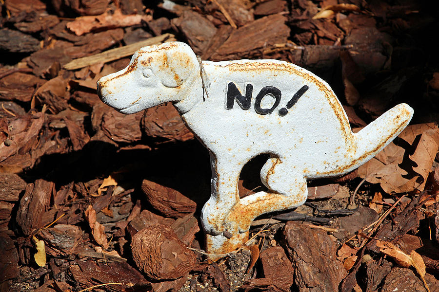 No Dog Poop Photograph by Cora Wandel