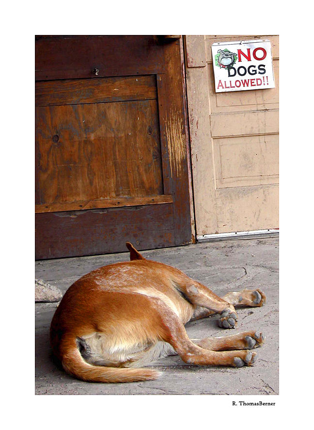 No Dogs Allowed Photograph by R Thomas Berner