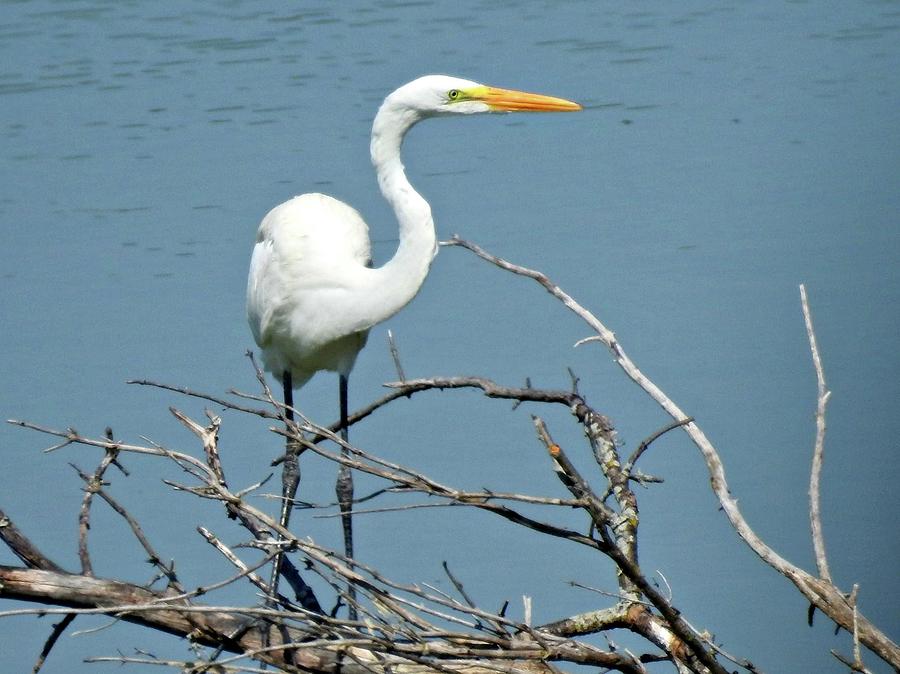 No Egrets Photograph by Arielle Cunnea - Fine Art America