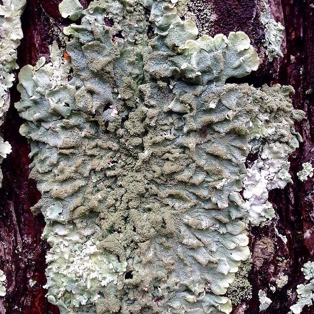 Nature Photograph - No Filter #lichen #pine #tree #alabama by Derek M