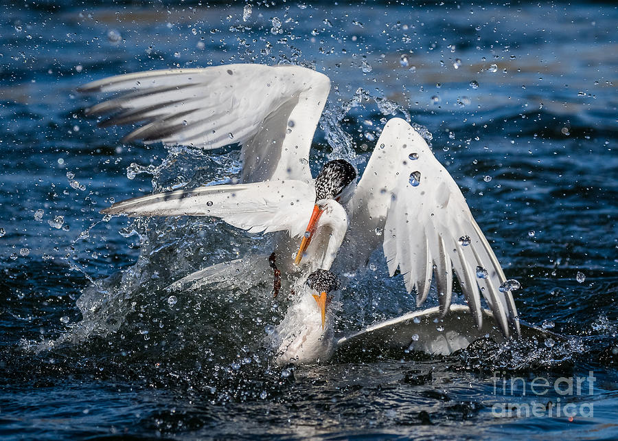 Bird Photograph - No fish,  Ill take a wing..... by Carl Jackson