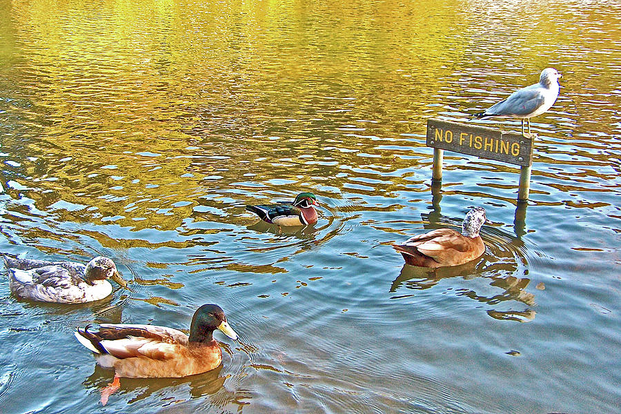 No Fishing for these Ducks in Montclair Park in Oakland-California Photograph by Ruth Hager