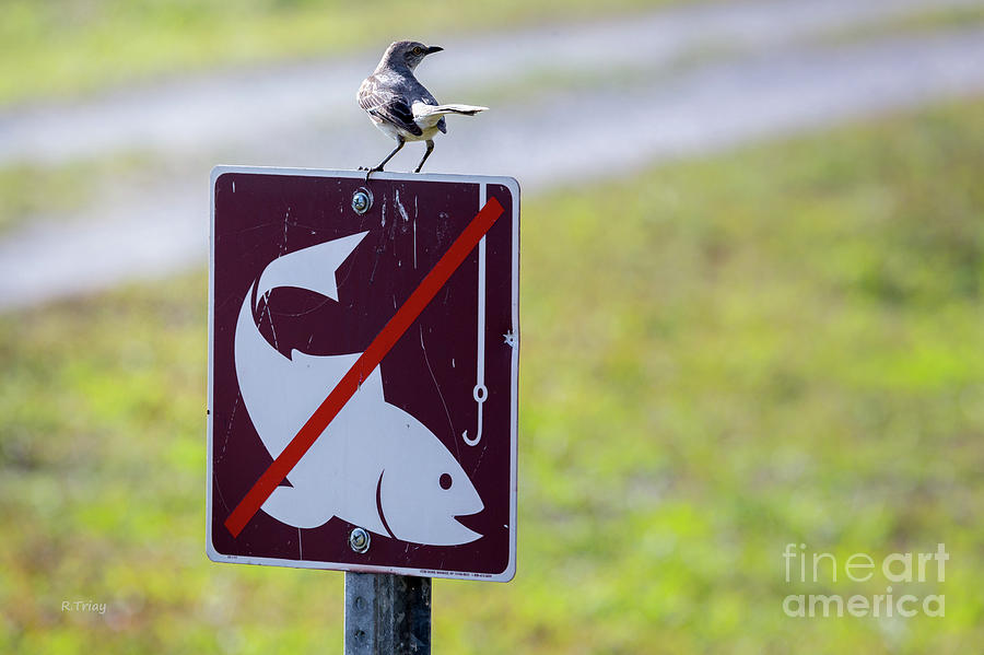 NO Fishing- The Guarding Mockingbird Photograph by Rene Triay FineArt Photos