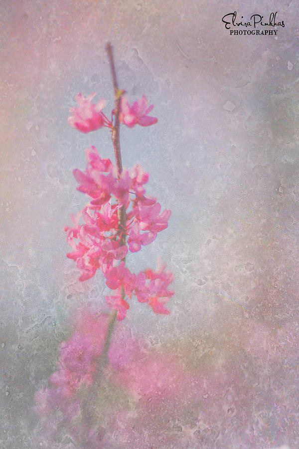 No Flower Without Sunshine Photograph by Elvira Pinkhas