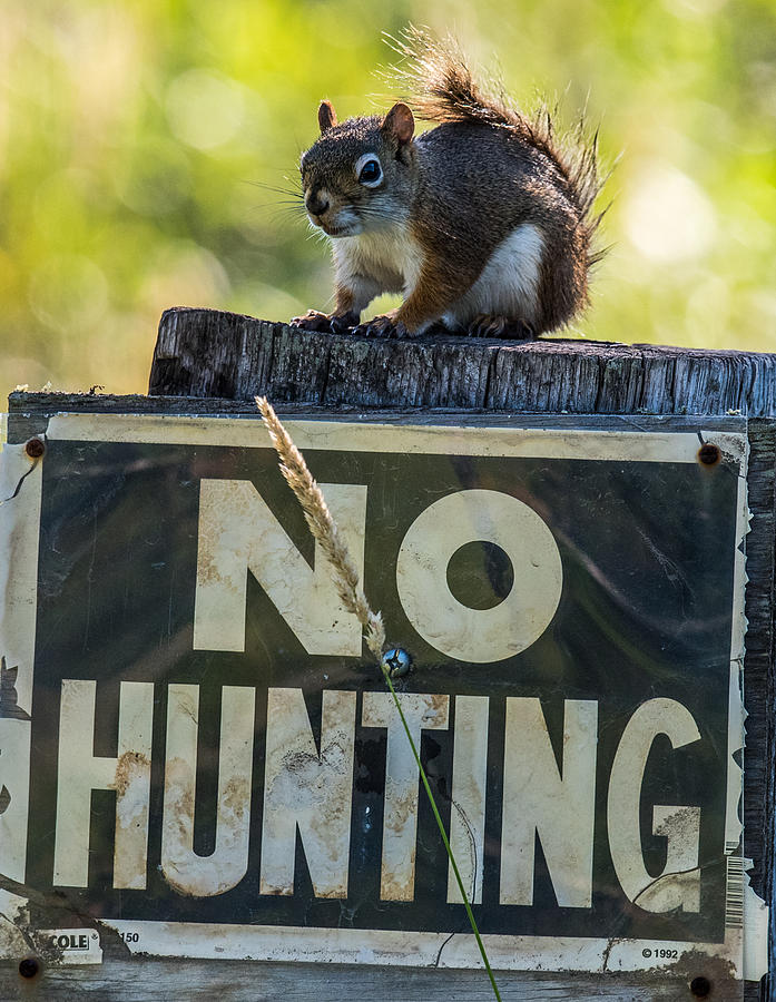 No Hunting Photograph by Paul Freidlund