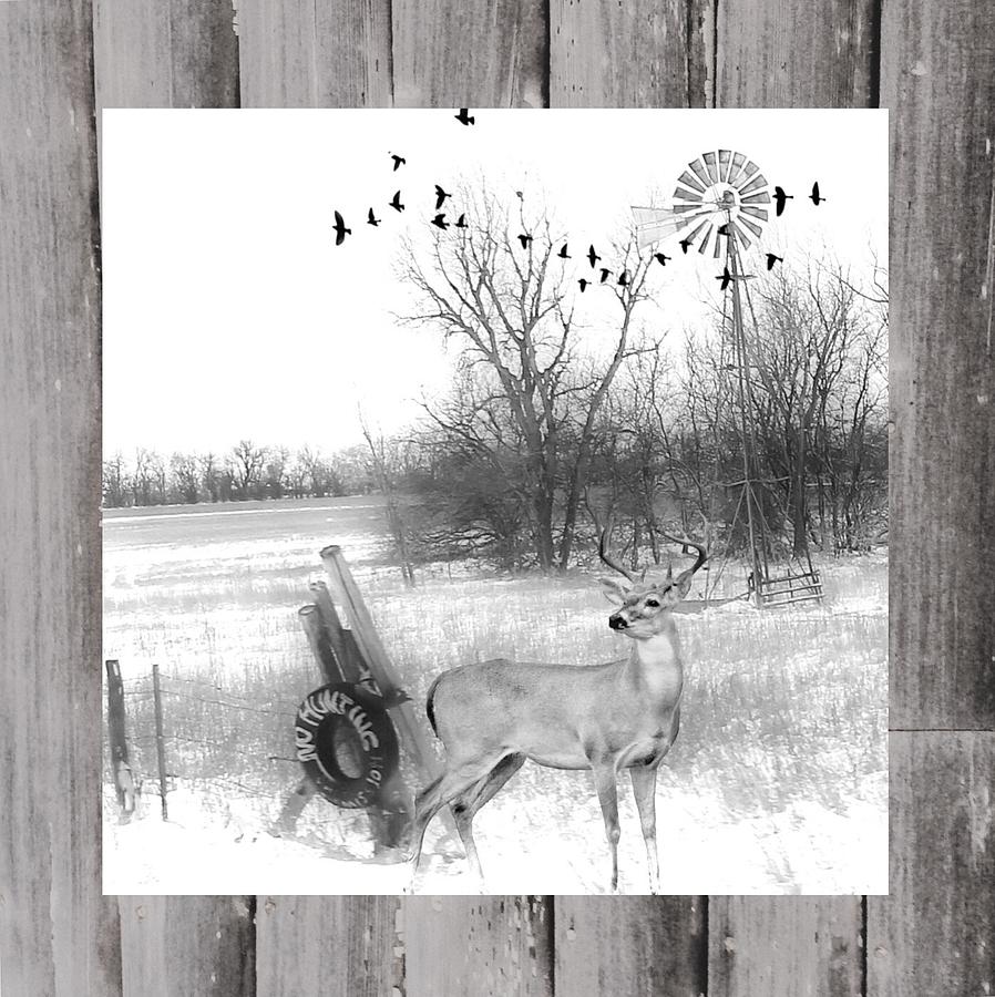 No Hunting Winter  Buck Scene Photograph
