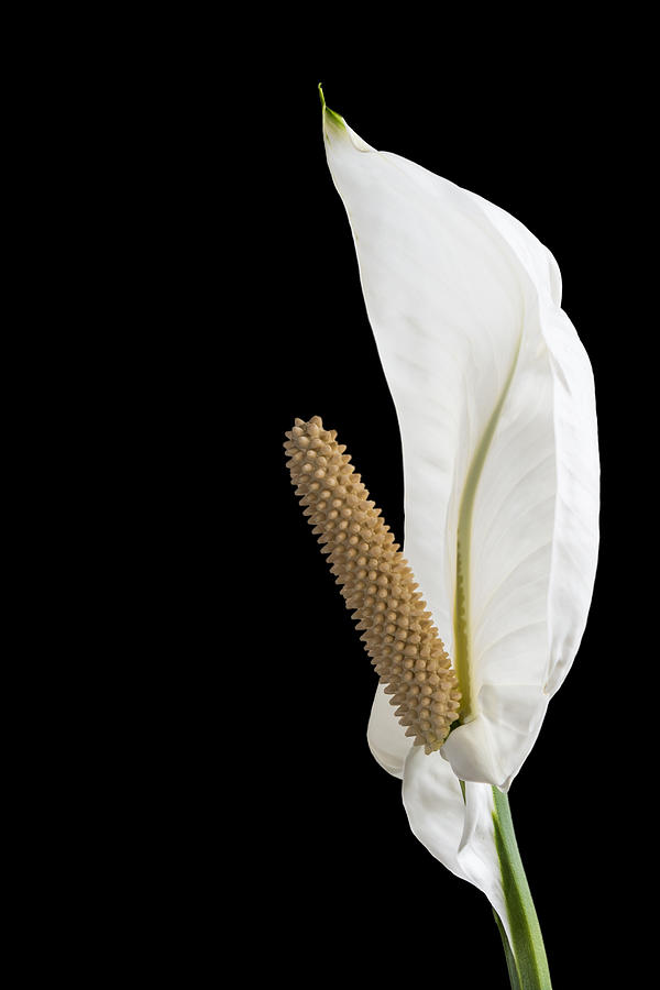 Lily Photograph - Peace Lily 2 by Patti Deters