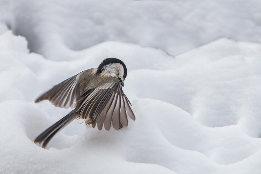 Chickadee - Wings at Work Photograph by Patti Deters